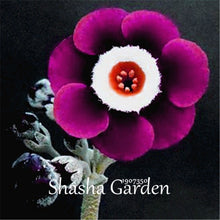 Load image into Gallery viewer, Promotion!!! 200 pcs Evening Primrose Blue Evening Primrose, Exotic Heirloom fragrant flower DIY Home Garden flower hardy plant