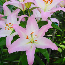 Load image into Gallery viewer, 102pcs Lily Bulbs ,Lilium Bulbs, Flower Bulbs Perennials,Lelies Exotic Indoor Plants Flower Bulbs Garden Bulbos De Flores