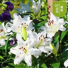 Load image into Gallery viewer, 102pcs Lily Bulbs ,Lilium Bulbs, Flower Bulbs Perennials,Lelies Exotic Indoor Plants Flower Bulbs Garden Bulbos De Flores