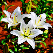 Load image into Gallery viewer, 102pcs Lily Bulbs ,Lilium Bulbs, Flower Bulbs Perennials,Lelies Exotic Indoor Plants Flower Bulbs Garden Bulbos De Flores