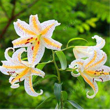 Load image into Gallery viewer, 102pcs Lily Bulbs ,Lilium Bulbs, Flower Bulbs Perennials,Lelies Exotic Indoor Plants Flower Bulbs Garden Bulbos De Flores