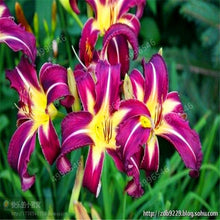 Load image into Gallery viewer, 102pcs Lily Bulbs ,Lilium Bulbs, Flower Bulbs Perennials,Lelies Exotic Indoor Plants Flower Bulbs Garden Bulbos De Flores