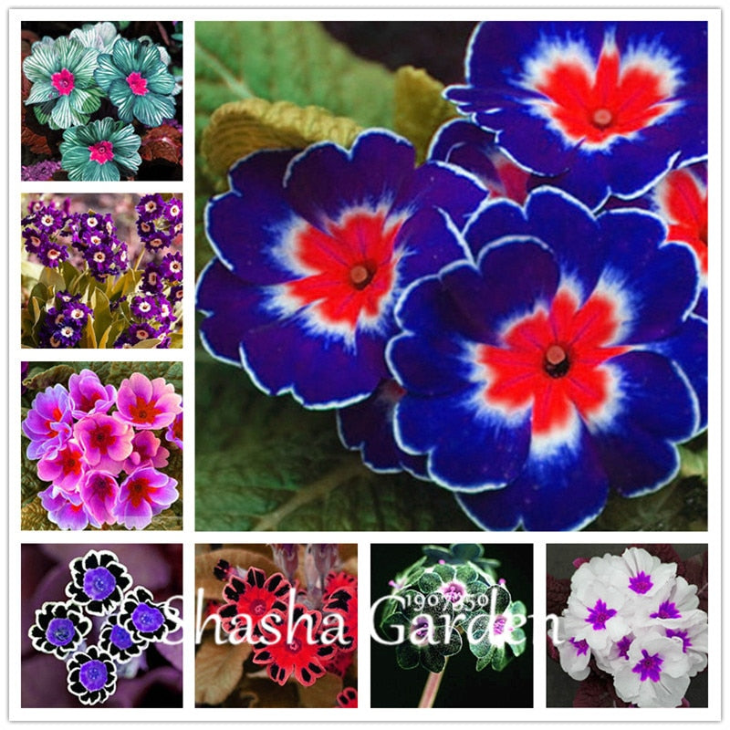 Promotion!!! 200 pcs Evening Primrose Blue Evening Primrose, Exotic Heirloom fragrant flower DIY Home Garden flower hardy plant