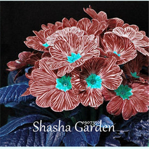 Promotion!!! 200 pcs Evening Primrose Blue Evening Primrose, Exotic Heirloom fragrant flower DIY Home Garden flower hardy plant