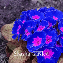 Load image into Gallery viewer, Promotion!!! 200 pcs Evening Primrose Blue Evening Primrose, Exotic Heirloom fragrant flower DIY Home Garden flower hardy plant
