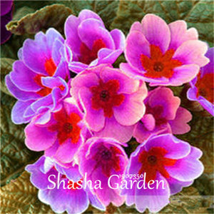 Promotion!!! 200 pcs Evening Primrose Blue Evening Primrose, Exotic Heirloom fragrant flower DIY Home Garden flower hardy plant