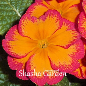Promotion!!! 200 pcs Evening Primrose Blue Evening Primrose, Exotic Heirloom fragrant flower DIY Home Garden flower hardy plant