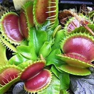 Nepenthes Carnivorous  Dionaea  Clip Venus Flytrap Artificial Fake Plant  100 Pcs
