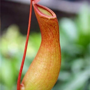 Nepenthes Carnivorous  Dionaea  Clip Venus Flytrap Artificial Fake Plant  100 Pcs