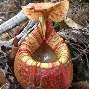 Nepenthes Carnivorous  Dionaea  Clip Venus Flytrap Artificial Fake Plant  100 Pcs