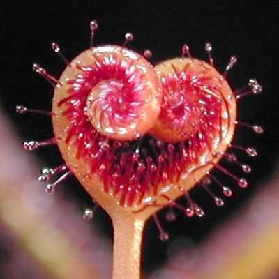 Nepenthes Carnivorous  Dionaea  Clip Venus Flytrap Artificial Fake Plant  100 Pcs